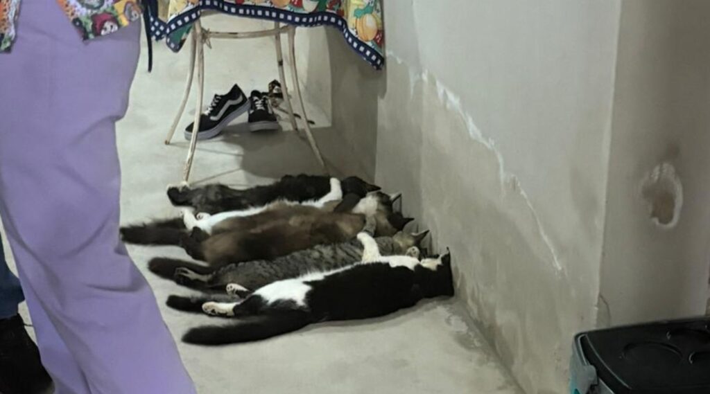 Venda clandestina de sangue de gatos expõe crueldade em Monte Alto, SP