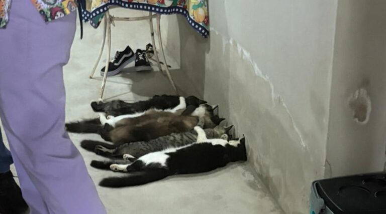 Venda clandestina de sangue de gatos expõe crueldade em Monte Alto, SP